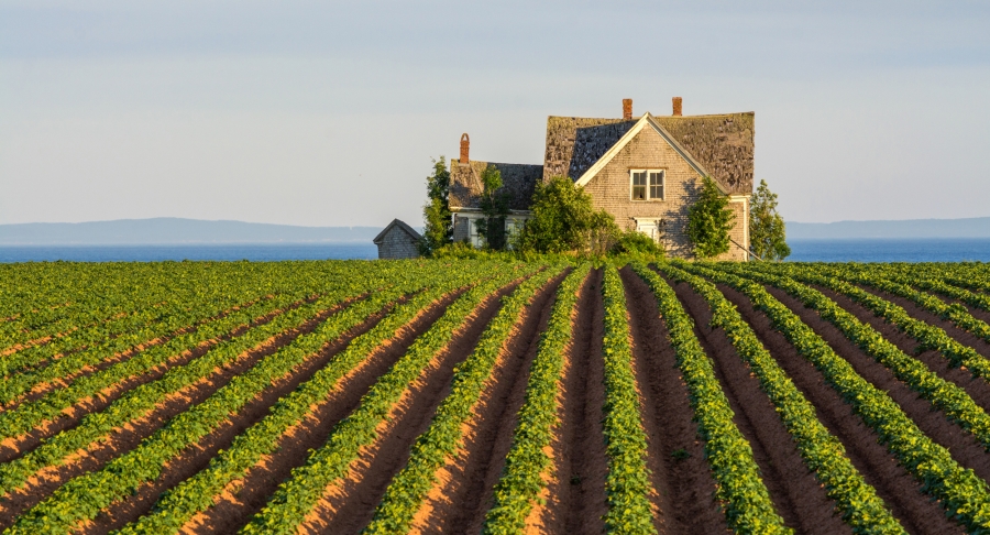 Guernsey Cove, house, fields, day Guernsey Cove, house, fields, day