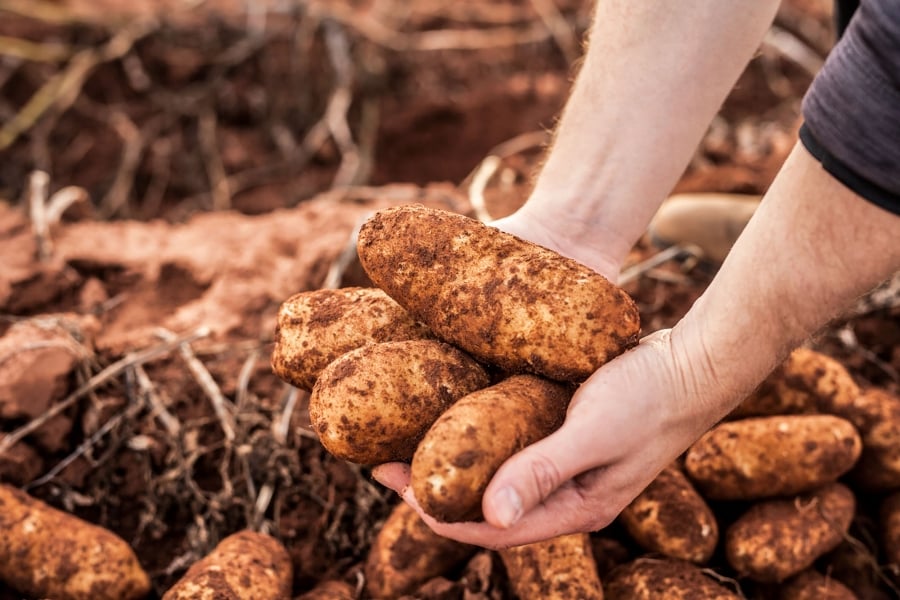 Potato harvesting, red dirt Potato harvesting, red dirt