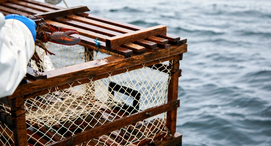 Lobster harvesting, lobster trap, ocean