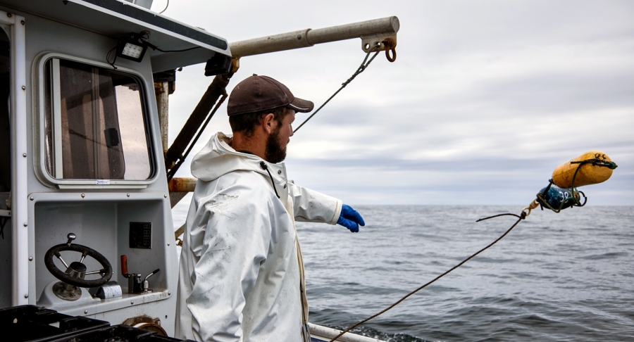 Lobster harvesting, lobster fisherman, boat Lobster harvesting, lobster fisherman, boat