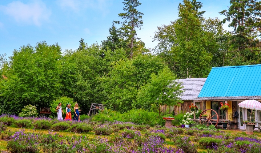 Three women tour the gardens of the Island Lavender Distillery