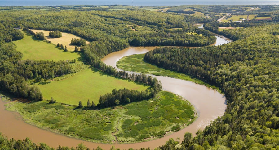 river, forest, Strathgartney river, forest, Strathgartney