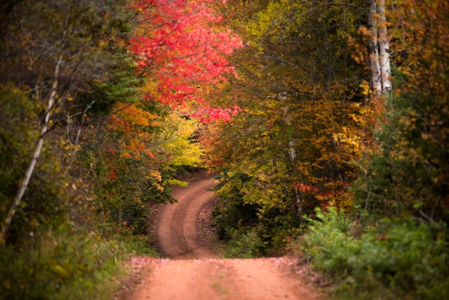 Fall colours along Scenic Heritage Road, PEI