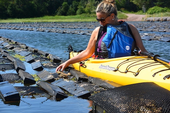 Individual in kayak exploring oyster beds