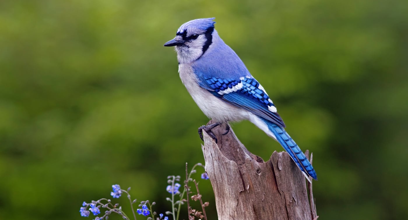 Bluejay, bird, closeup 