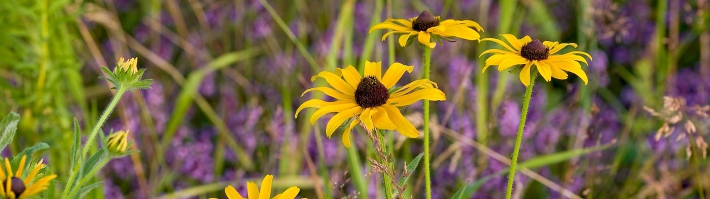 Wildflowers PEI Field of Black Eyed Susans and purple wildflowers