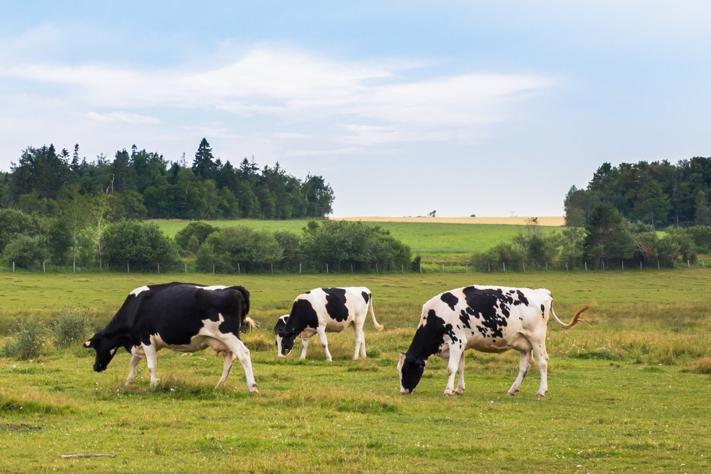 York, PEI Cows grazing in summer pasture