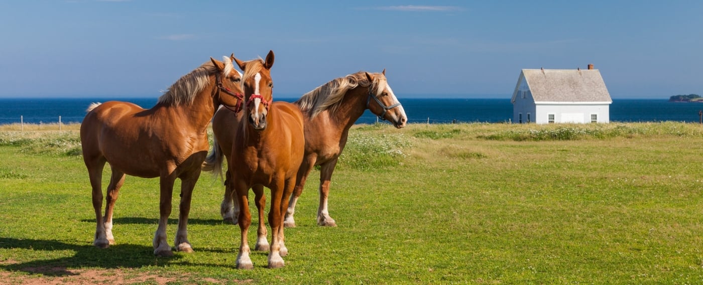 Herd of horses in field on Panmure Island