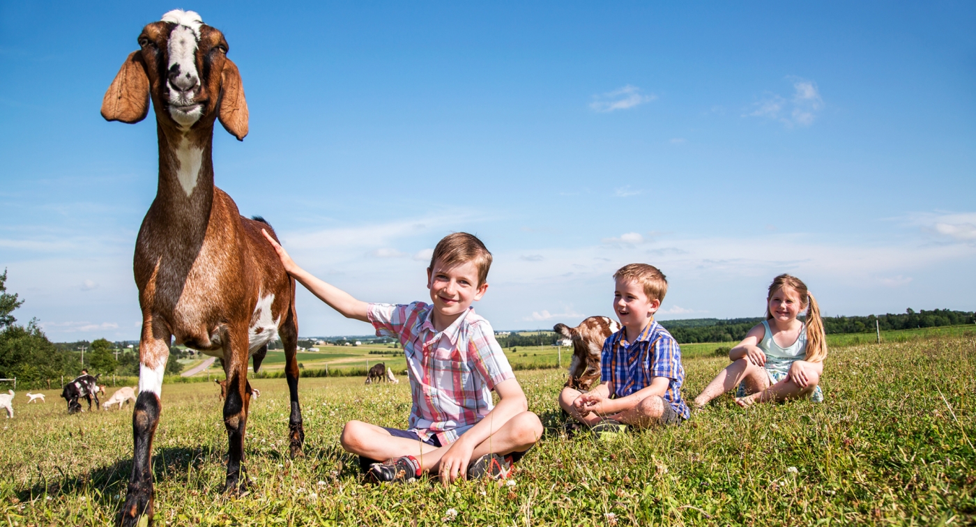 Island Hill Farm, Hampshire, Kids, Goat