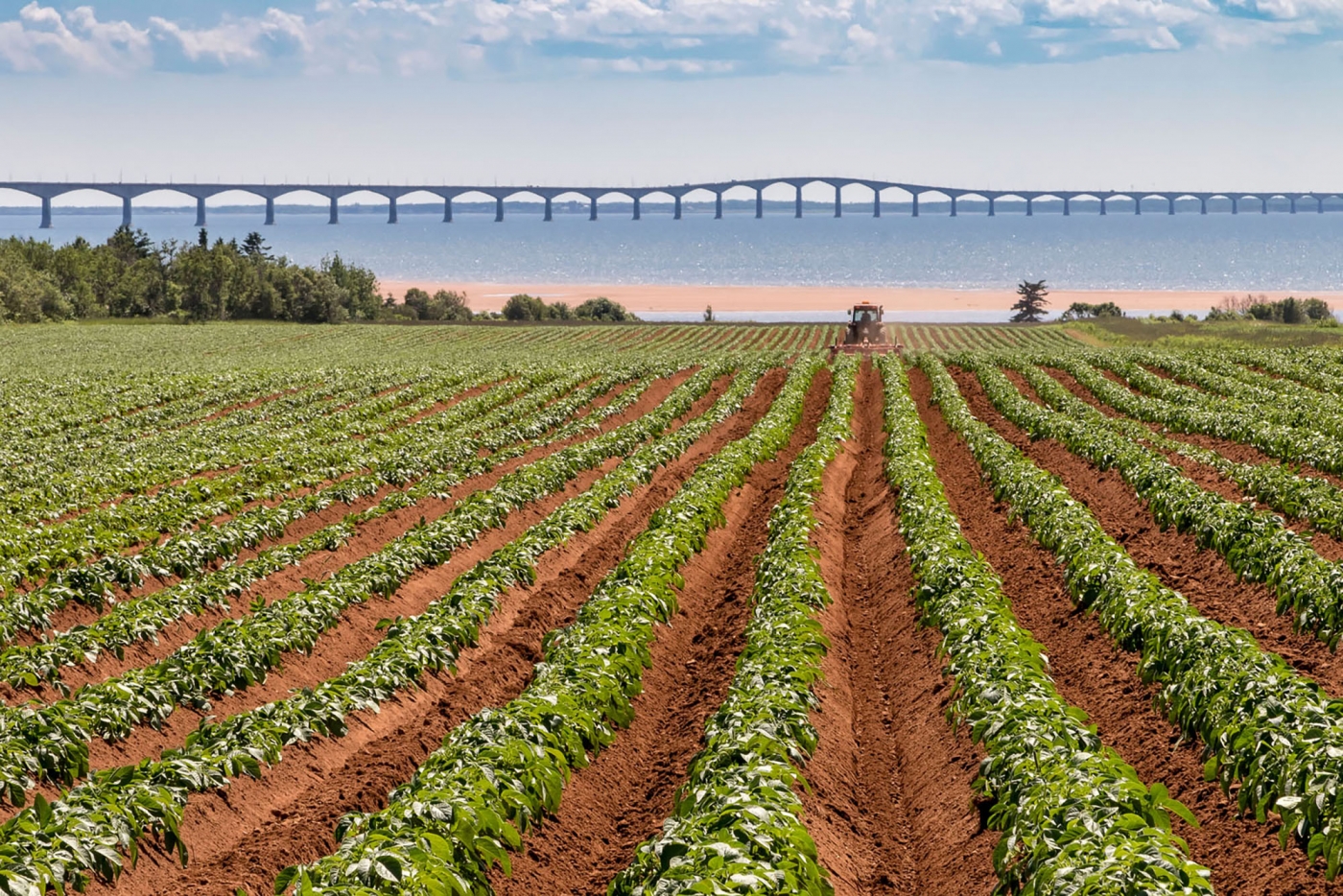 Potato , potato fields, sunset, North Carleton