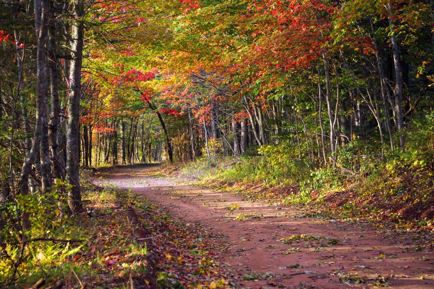 Scenic Heritage Road, PEI Scenic Heritage Road under canopy of fall foliage