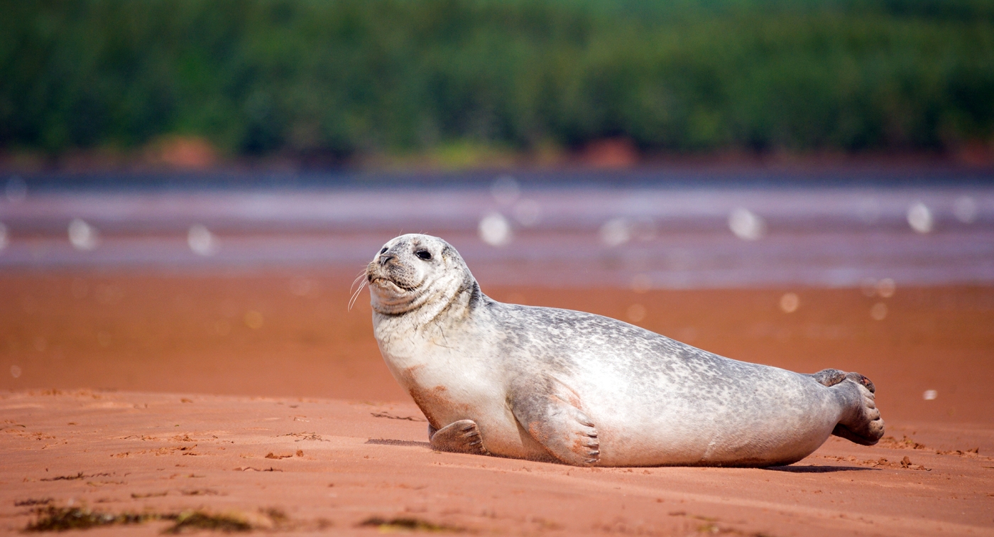 Rollo Bay, harbour seal, beach, sand, animal Rollo Bay, harbour seal, beach, sand, animal