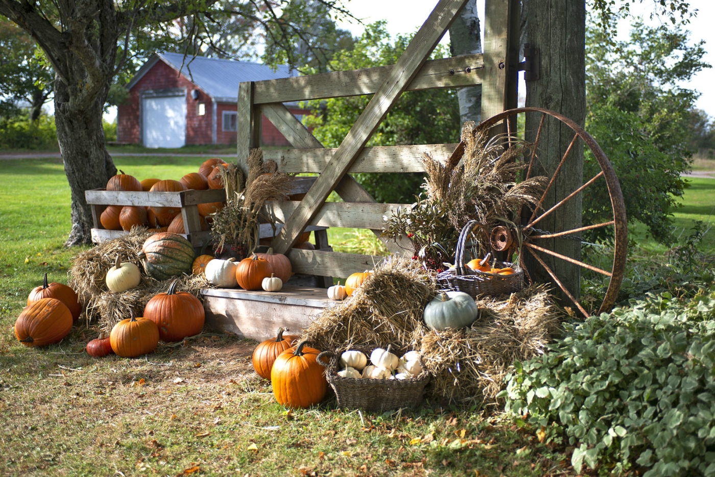 Toad Hill Farm, PEI Fall display with pumpkins at Toad Hill Farm
