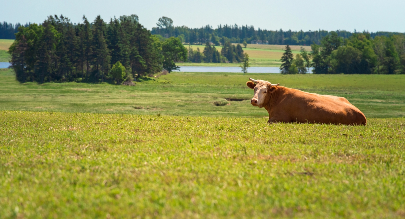Cow, field, trees, beef cow Cow, field, trees, beef cow