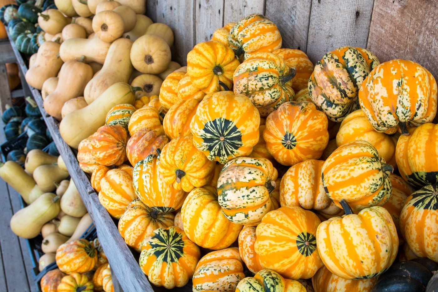 bunches of gourds and squash
