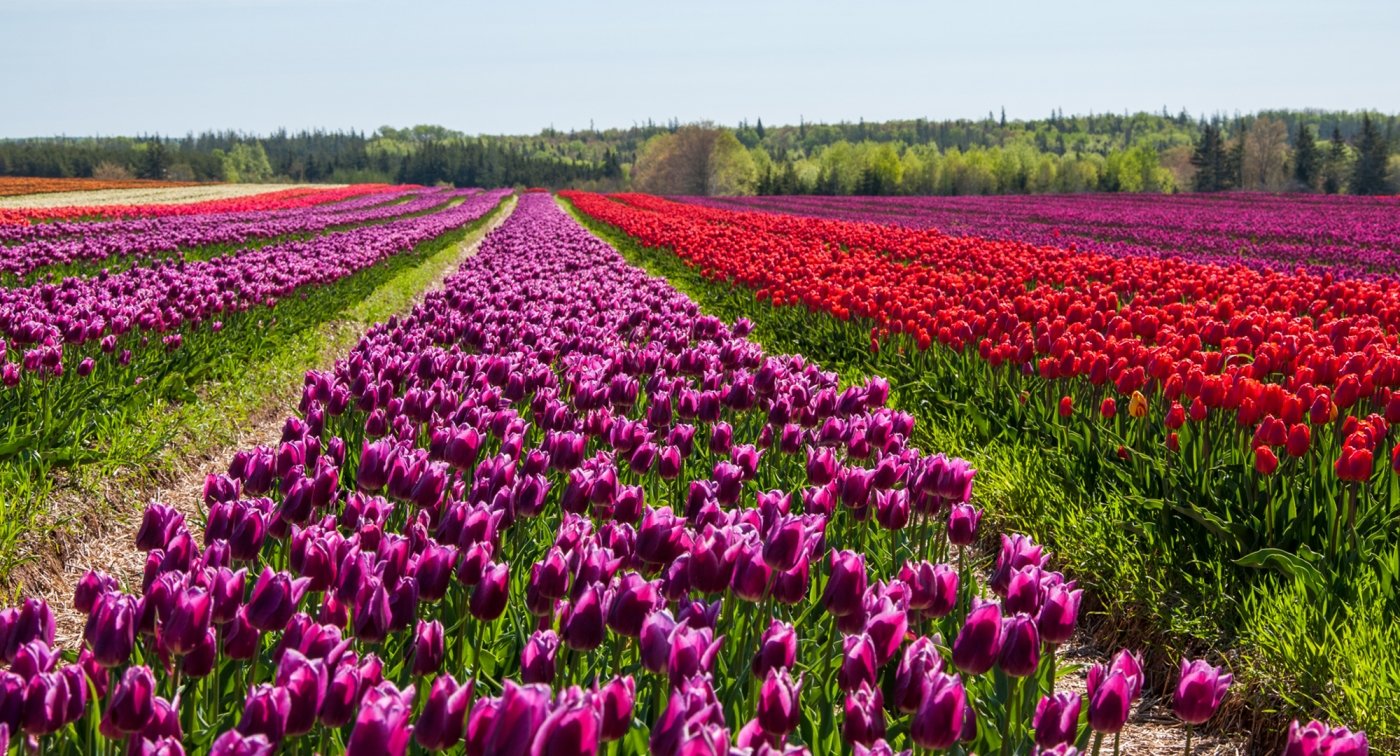 Tulips, Dromore, Vanco, field Tulips, Dromore, Vanco, field