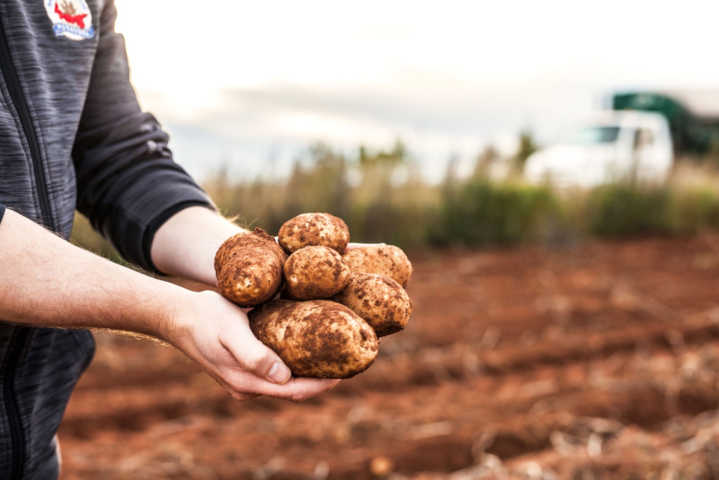 Potato harvesting, red dirt, potato field