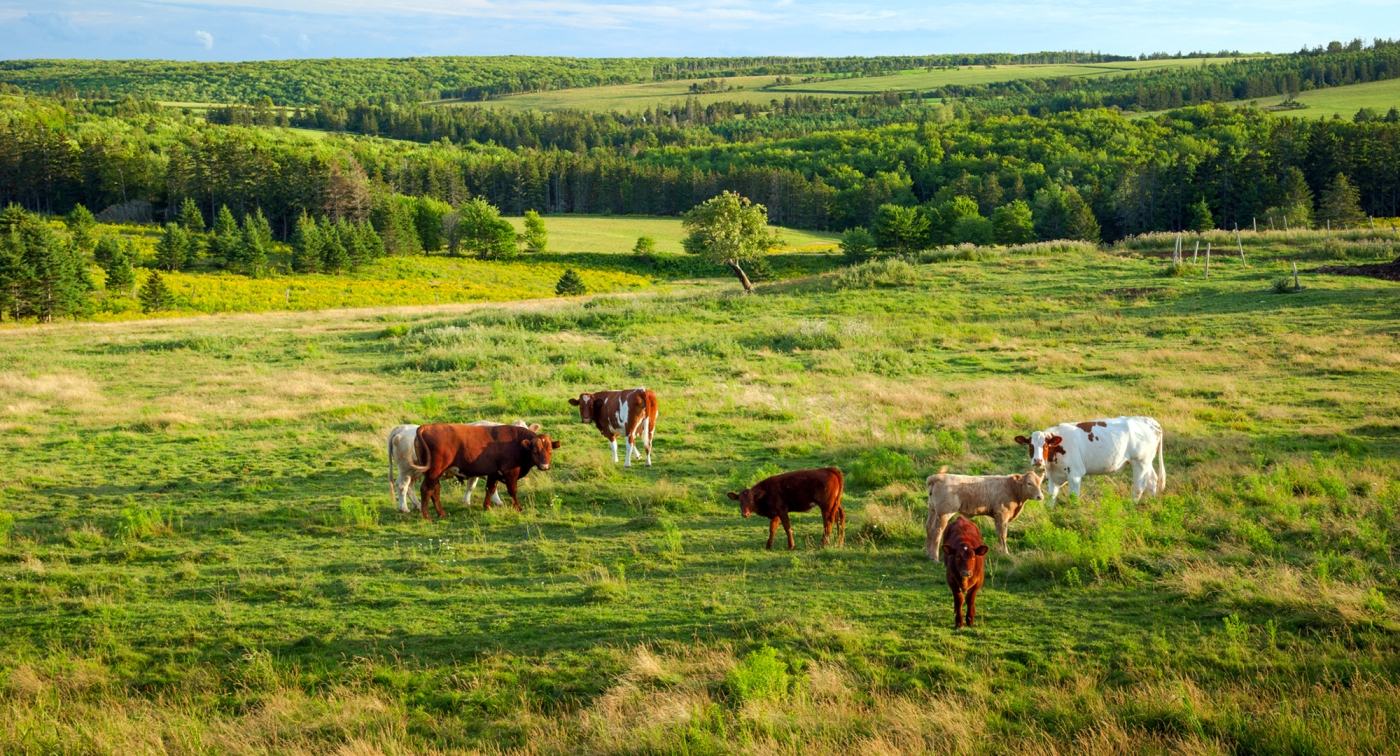 Pleasant Valley, cows, forest