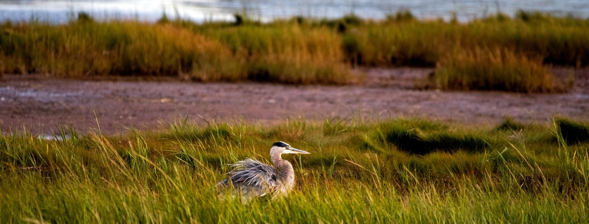 Great BLue Heron, PEI Great BLue Heron in marsh