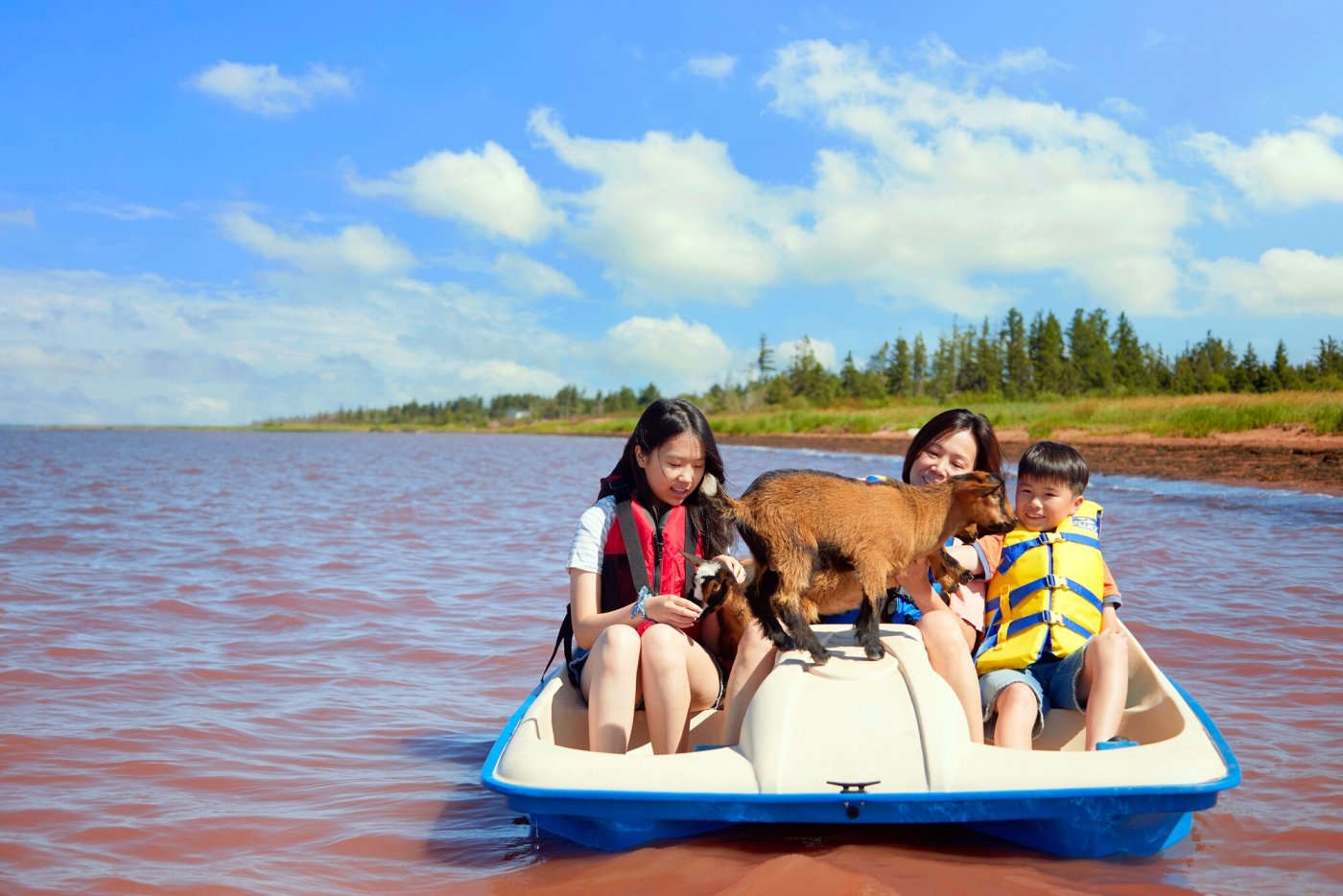 Beach Goats, PEI Two adults and children on pedal boat with goats on beach