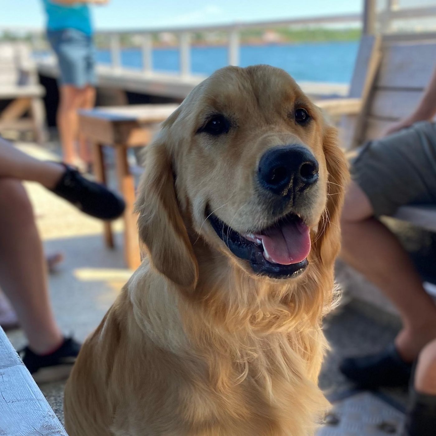 Golden retriever dog in summer