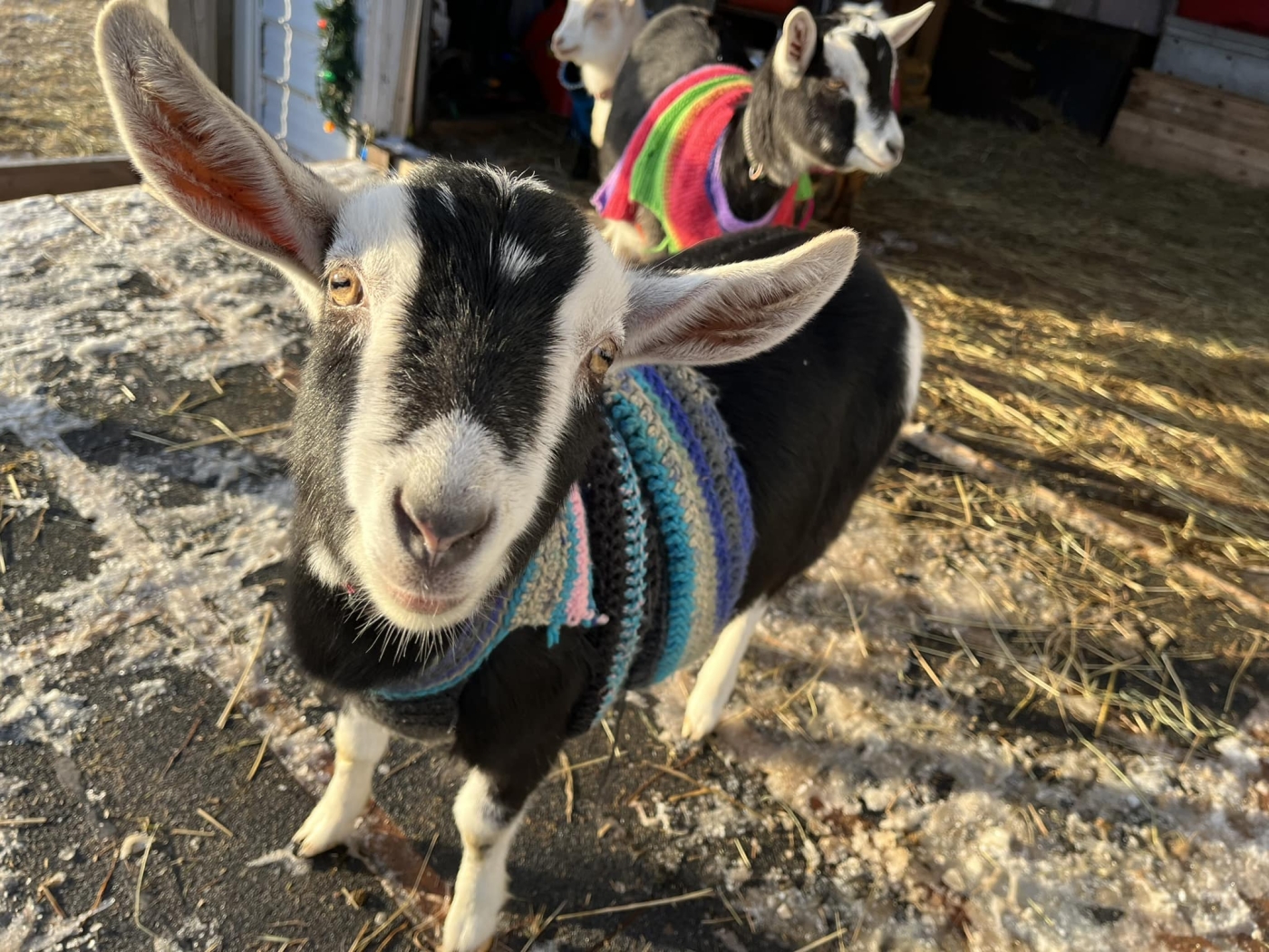 Beach Goat in sweater