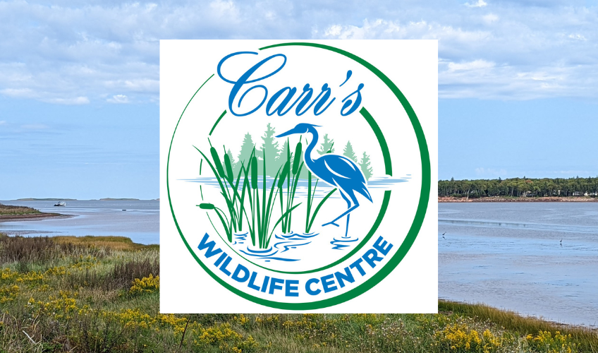 Carr's Wildlife Centre Background image of Stanley River with Carr's Wildlife Centre logo in foreground