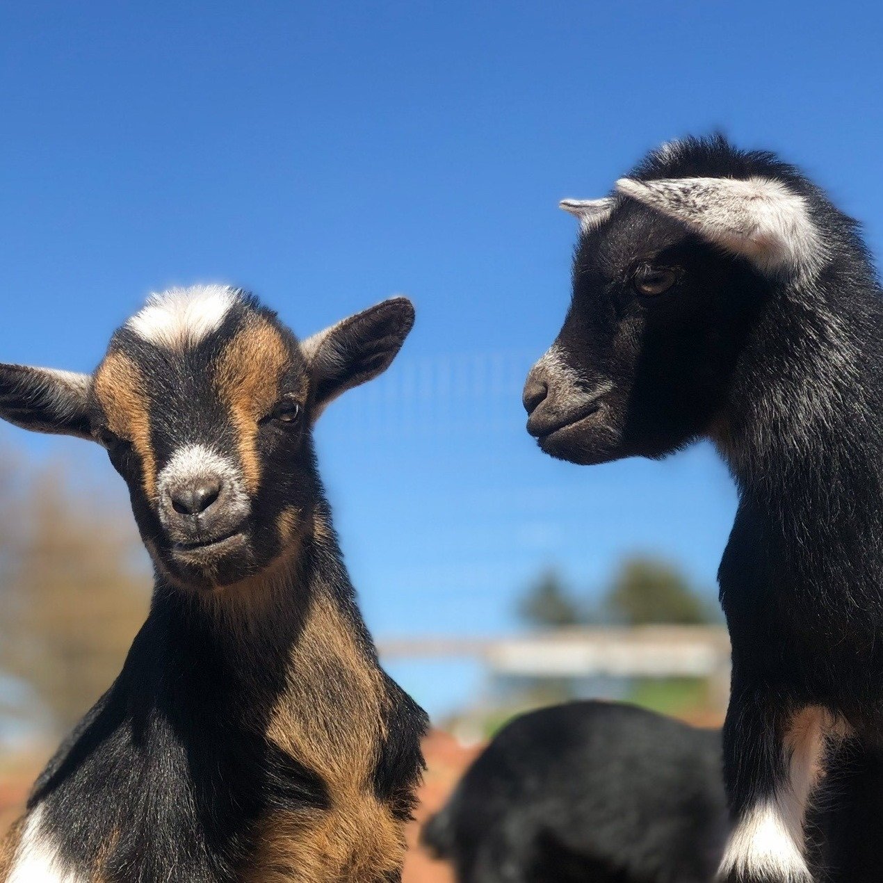 Dwarf goats looking at one another under blue sky at Alexander & Darlene Farm Haven