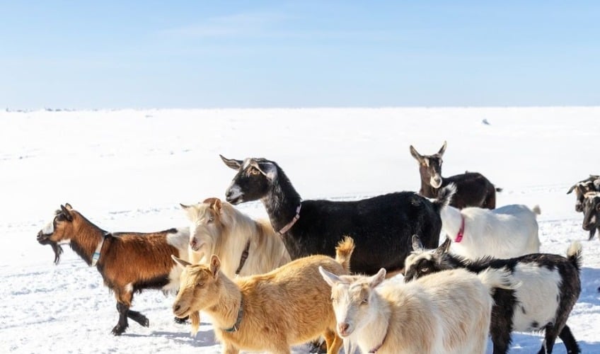 Goats running on snow