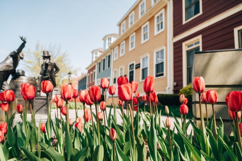Outdoor image of The Great George with a street view of beautiful red tulips
