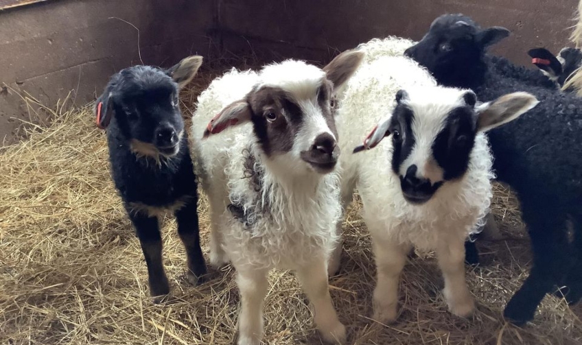 Icelandic lambs of Blomidon Farm