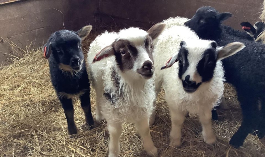 Looms & Lambs, PEI Experience Icelandic lambs of Blomidon Farm