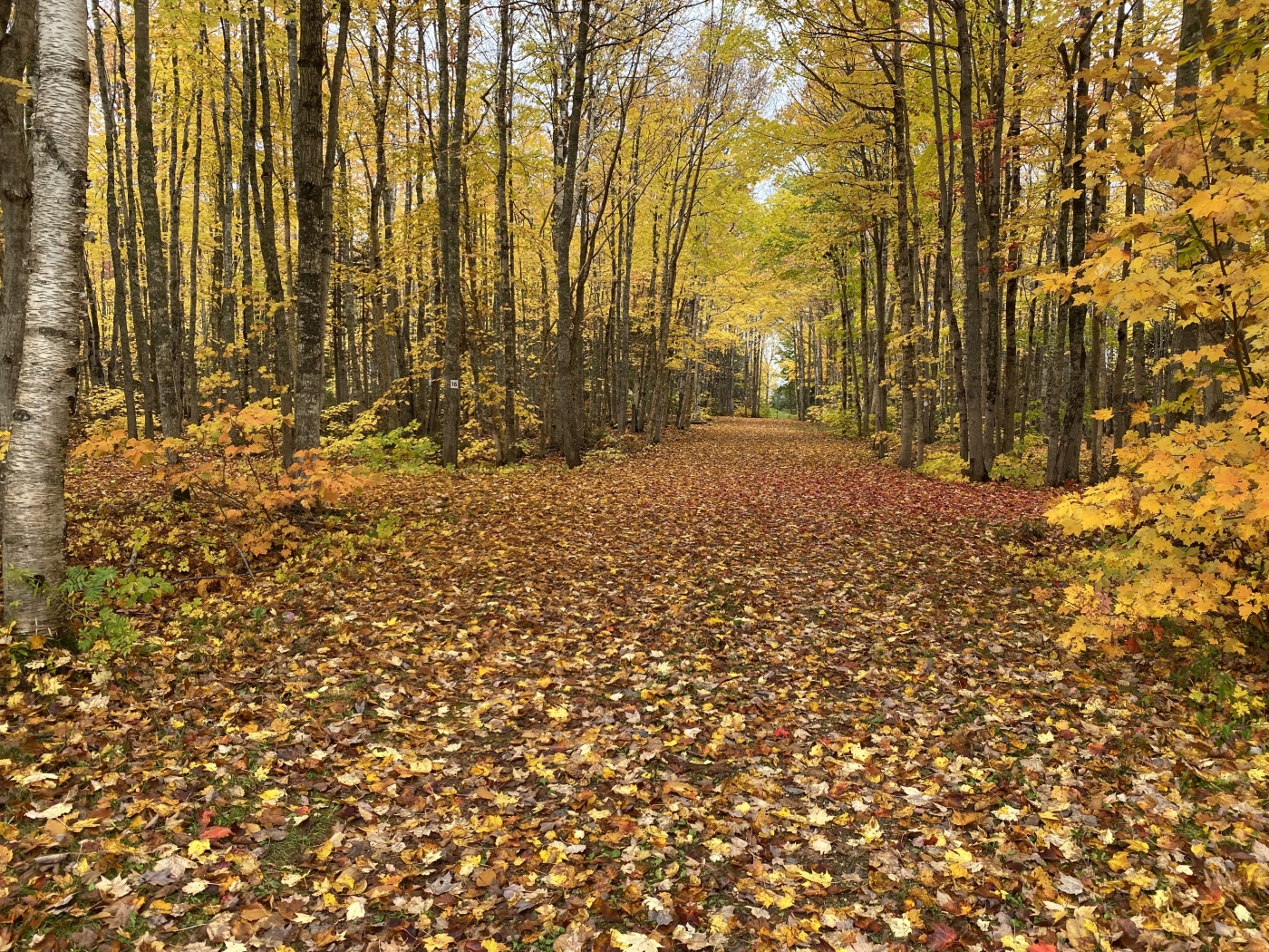 Mill River Resort Wooded path with fall foliage