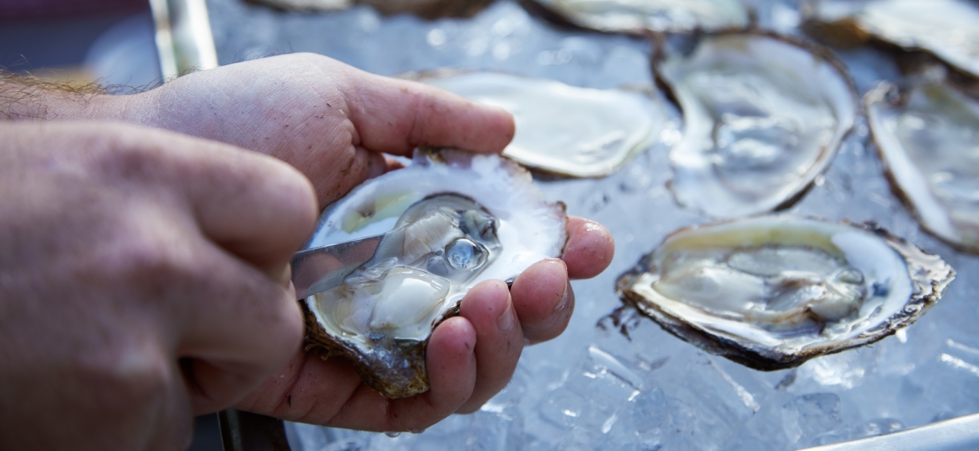 Hand shucking an oyster with oysters on half shell on ice in background
