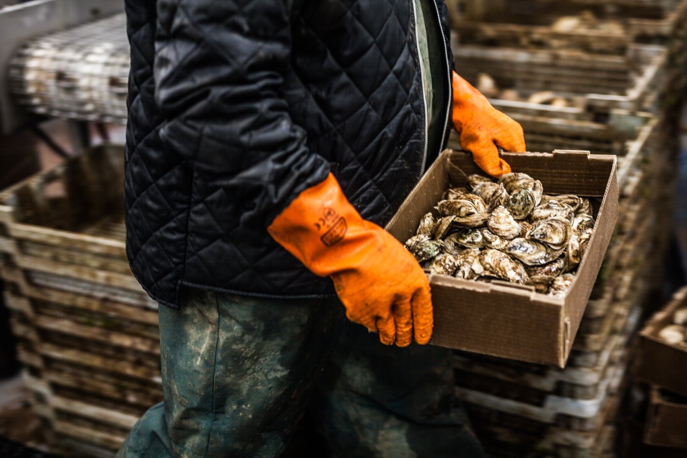 Person wearing orange rubber gloves and winter jacket moving flats of oysters outdoors