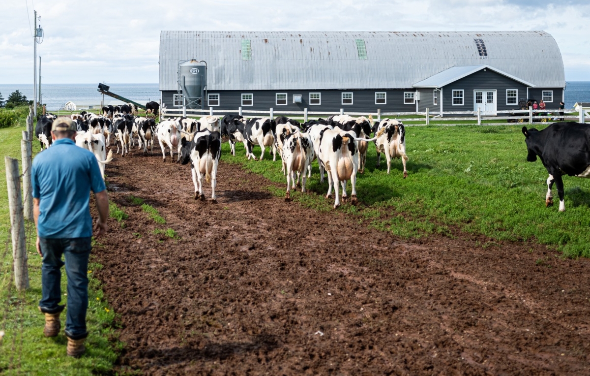 Farmer in foreground guiding holstein cows to barn with ocean in background