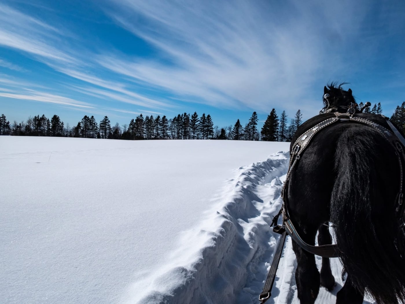 Horse and sleigh across snow-covered fields of Bonshaw