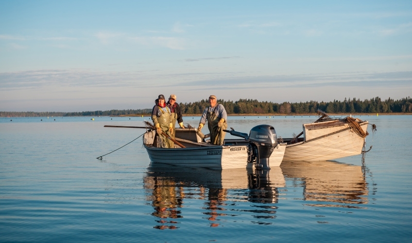 Oyster Fishing Image of two oyster dories with three people in one off the coast of Howard's Cove, PEI
