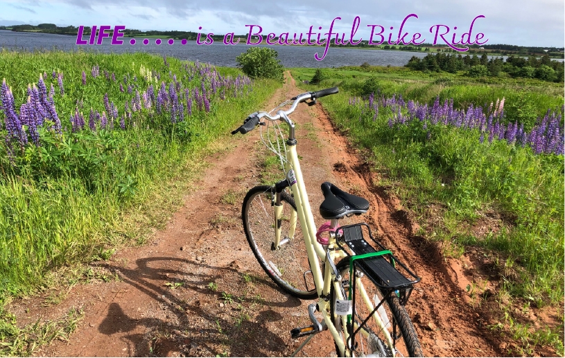 Image of lone bike on red dirt road lined with lupins with text "Life if a Beautiful Ride"