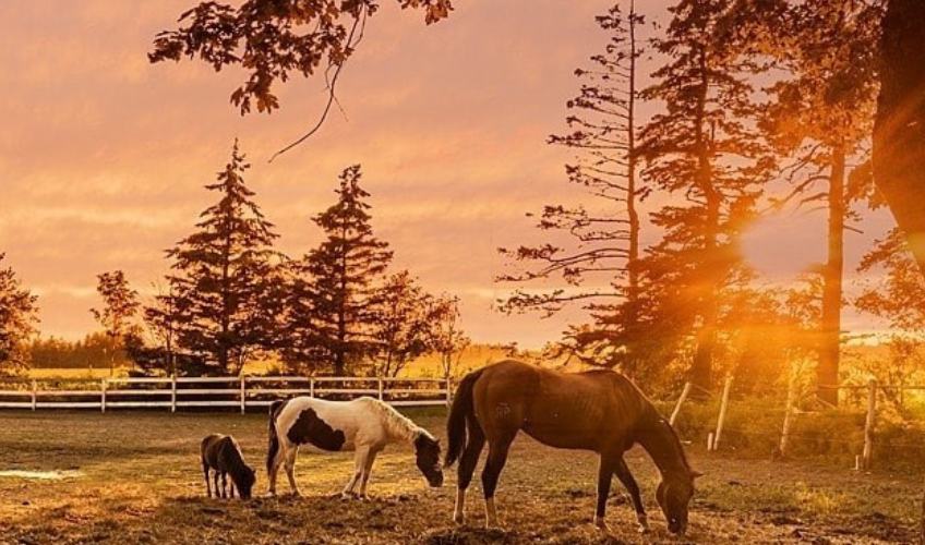 Venture Stables picture of three horses in a field at sunset.