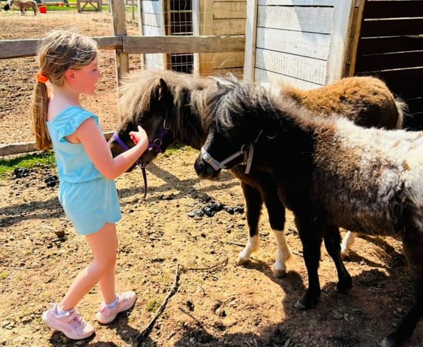 Young girl petting two miniature horses