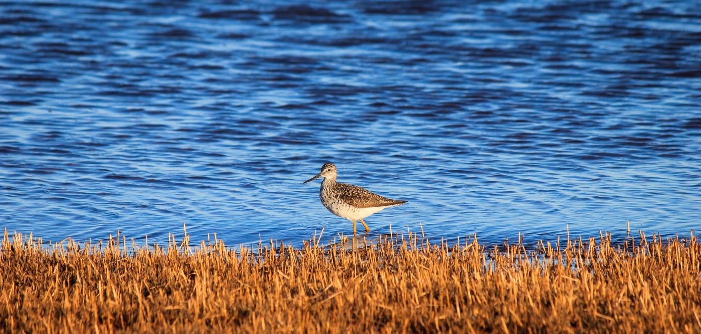 Shorebird at PEI beach with blue water in background