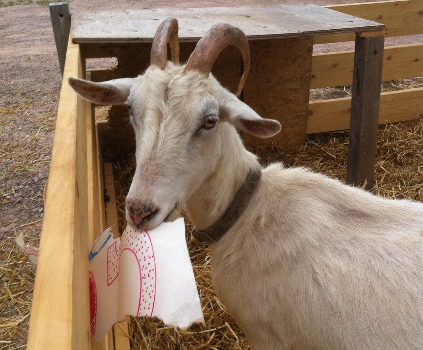 Goat in outdoor paddock at Great Canadian Soap Co