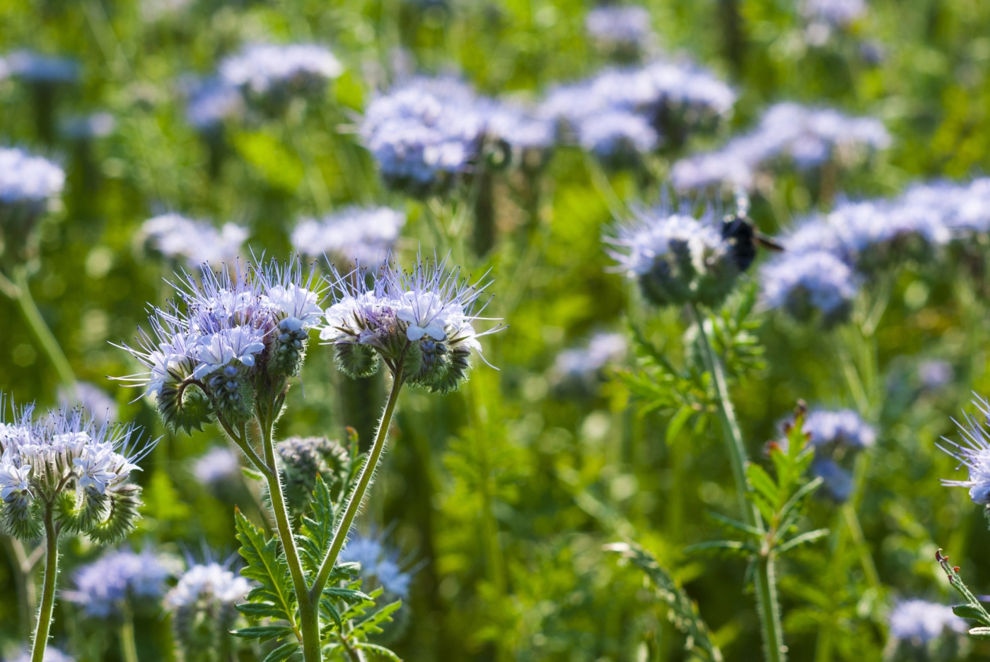 Phacelia agricultural field flowering in summer