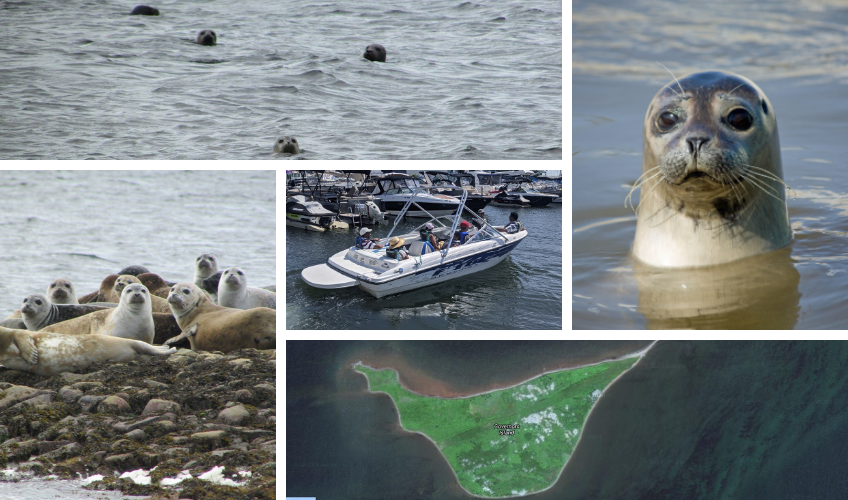Seal Tours collage of seals in different locations on the water and shore
