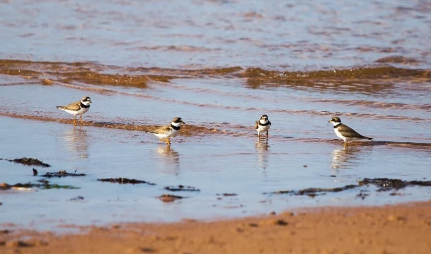 piping plovers on a beach